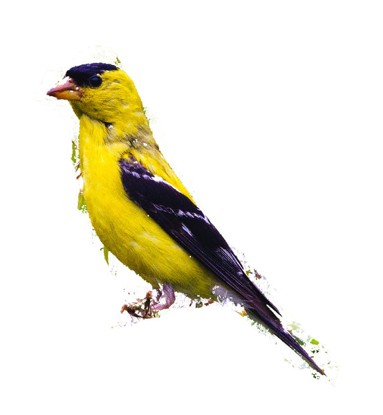yellow bird image by pamina ewing