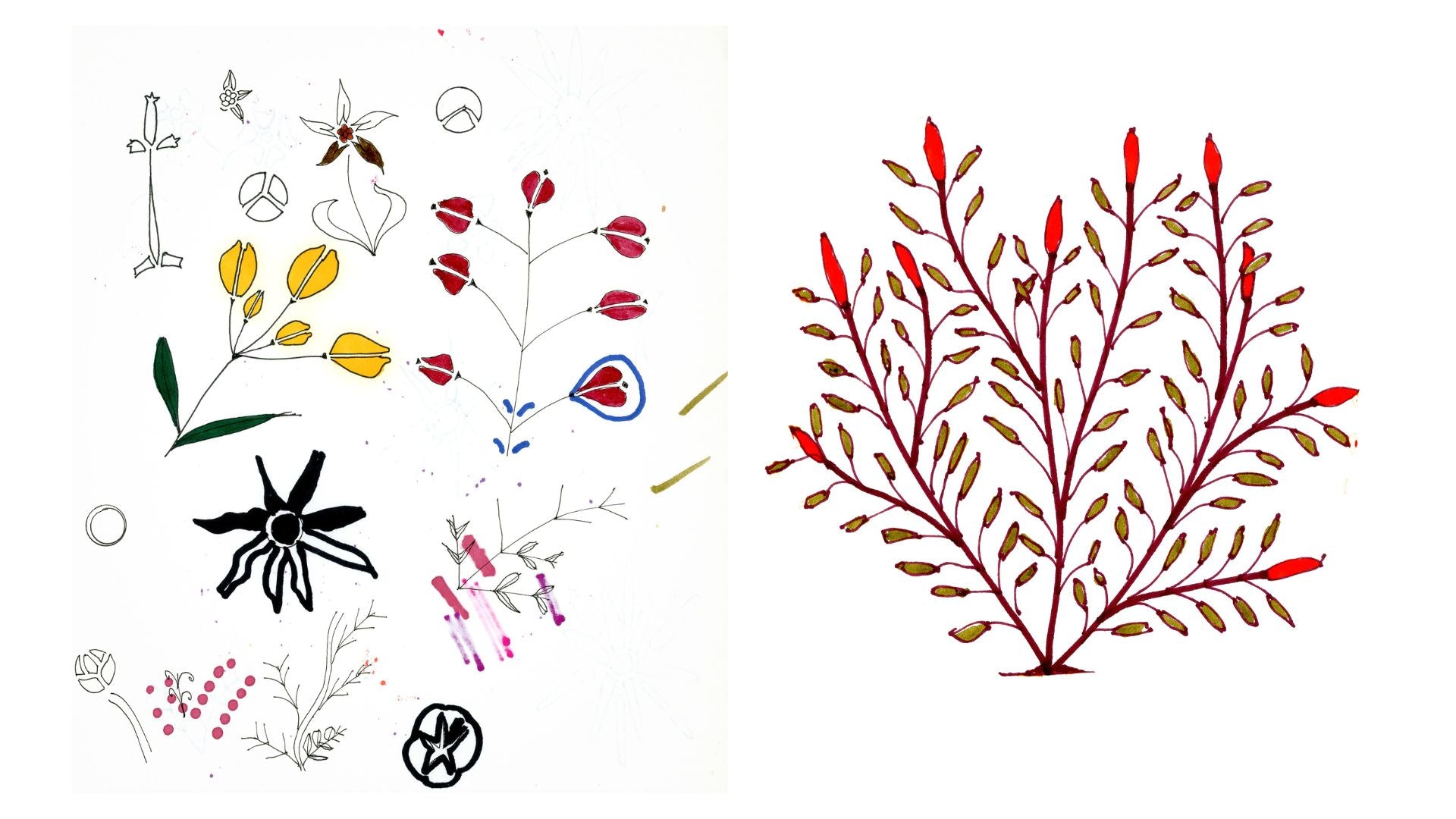floral illustrations by pamina ewing
