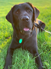 photo of Ace - our black lab