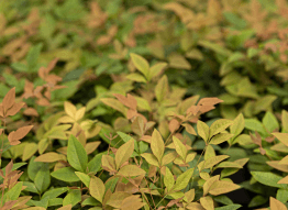 Nandina domestica