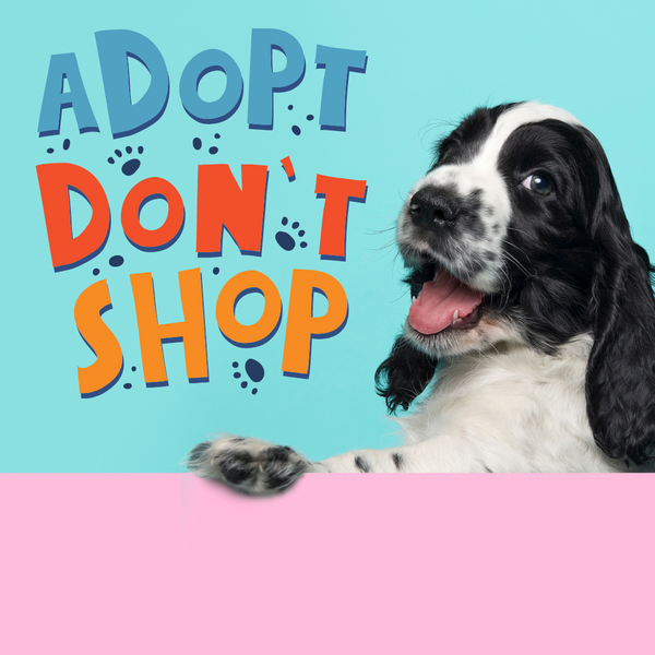 adopt a dog don't shop