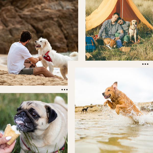 dogs camping, at the beach, and eating ice cream