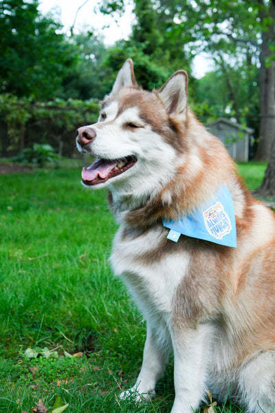 very furry huscky dog with cute blue bandana