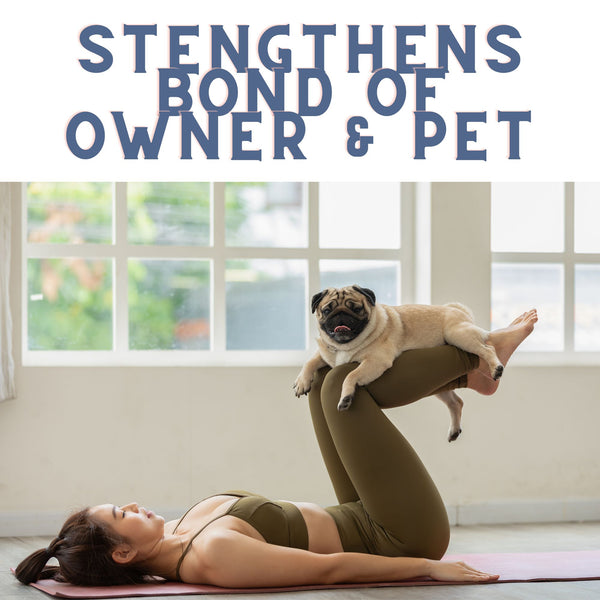 pug doing puppy yoga poses with owner on a yoga mat