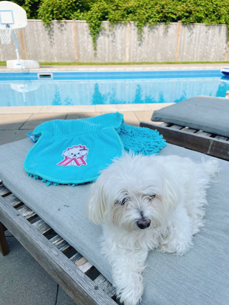 small white dog sitting in the shade by a pool