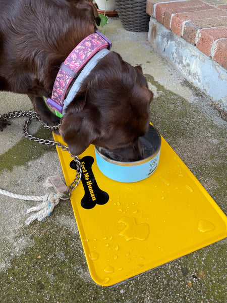 chocolate lab drinking water to stay hydrated
