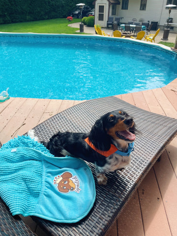 cute dachshund sitting pool side with their adorable pool/ bath time puppy towel