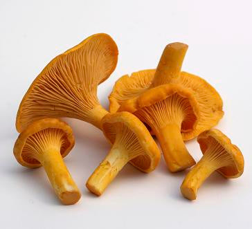 chanterelle mushrooms