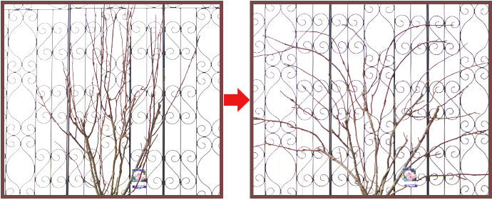 つるバラをフェンスへ誘引