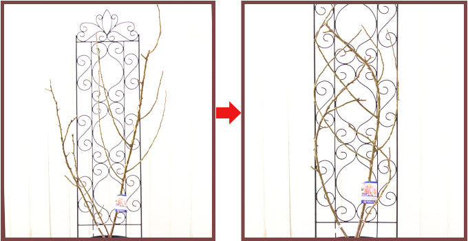 つるバラをフェンスへ誘引