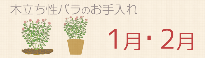 1～2月のバラの手入れ