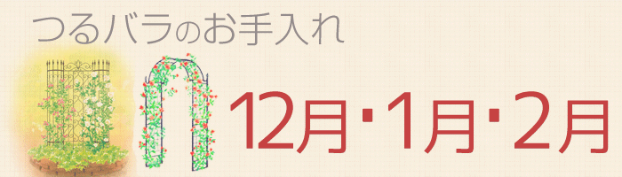 12月、1月、2月つるバラの育て方