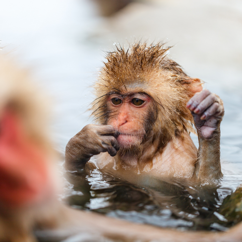 macaco giapponese noto come scimmia delle nevi