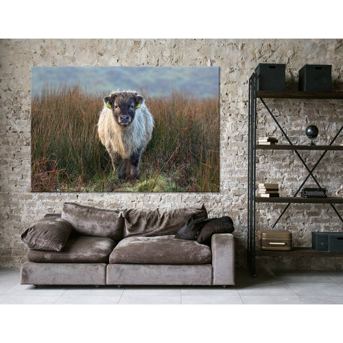 Highland Calf On The Field In Exmoor №04247 - Canvas Print / Wall Art / Wall Decor / Artwork / Poster