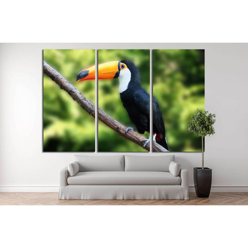 beautiful tucan, sitting on a branch №2788 - Canvas Print / Wall Art / Wall Decor / Artwork / Poster