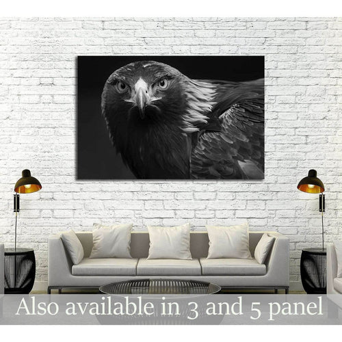 black and white photo of a golden eagle in captivity in a zoo №2794 - Canvas Print / Wall Art / Wall Decor / Artwork / Poster