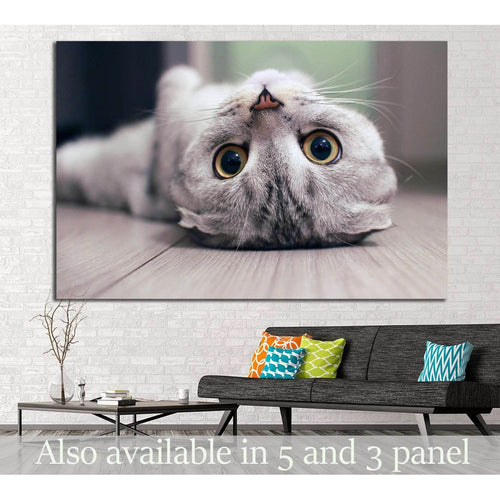 Cat lying on the floor №11 - Canvas Print / Wall Art / Wall Decor / Artwork / Poster