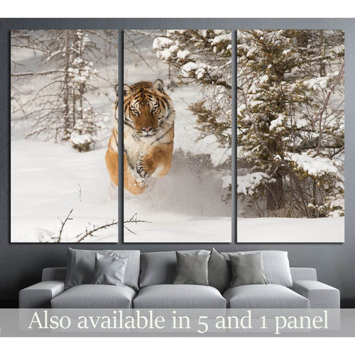 Rare Siberian Tiger running in snow between trees №2344 - Canvas Print / Wall Art / Wall Decor / Artwork / Poster