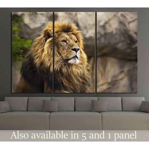 Wild Lion №186 Ready to Hang Canvas Print