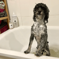 Natural shampoo for doodles curly coats