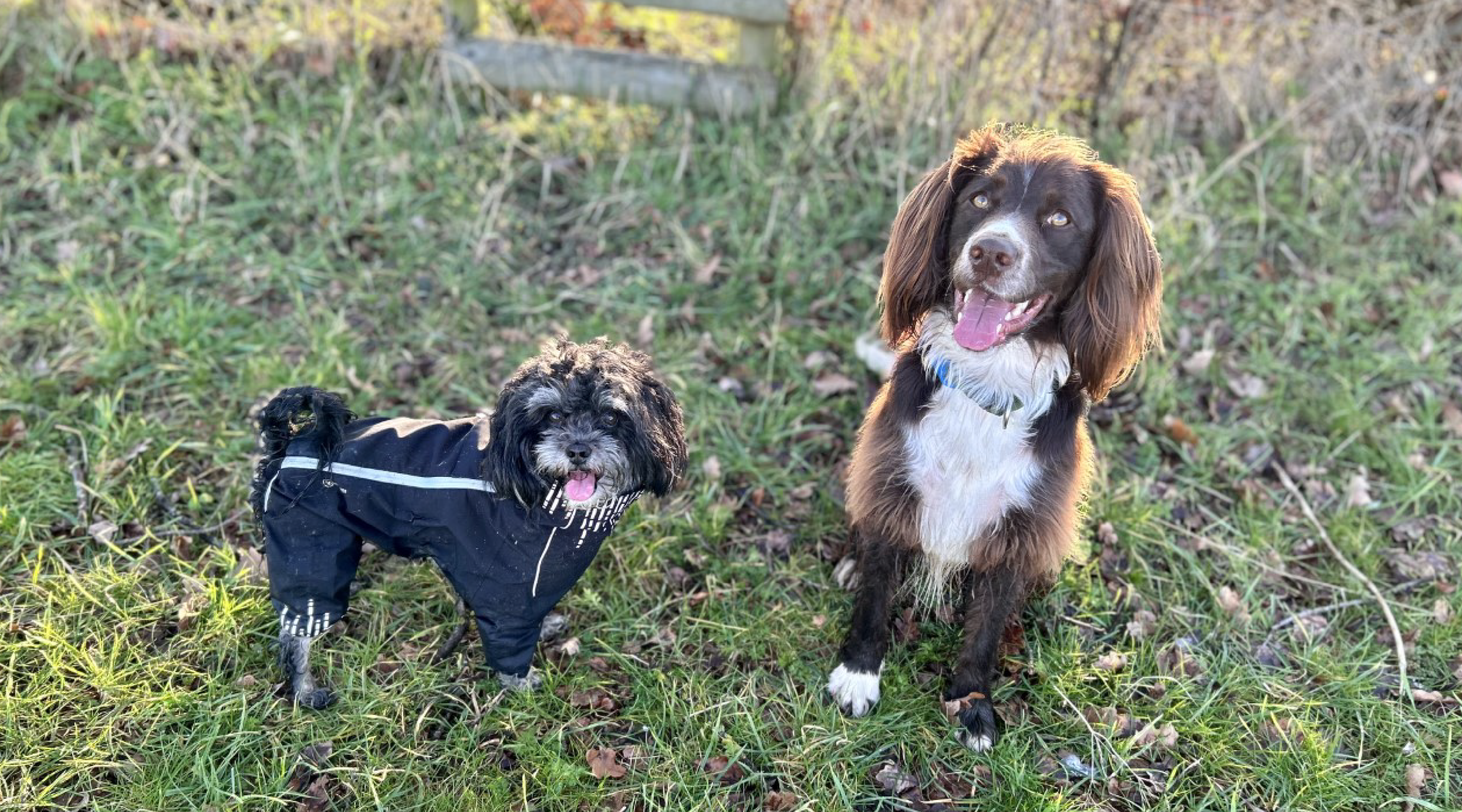 Natural treats for dogs Poodle & Bear