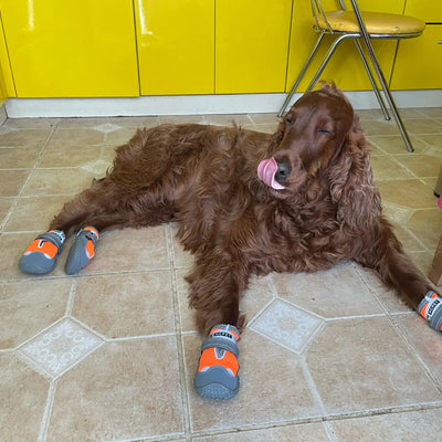 Chaussures pour chien | Worky-Shoes™️