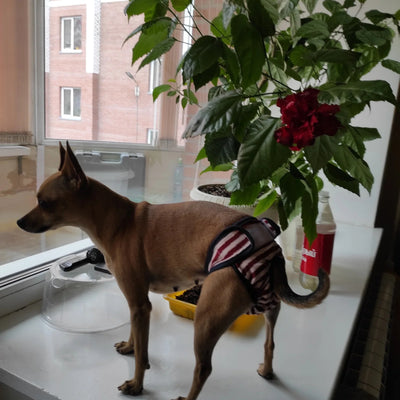 Vêtement-pour-chien-Doggy-Pantie™️
