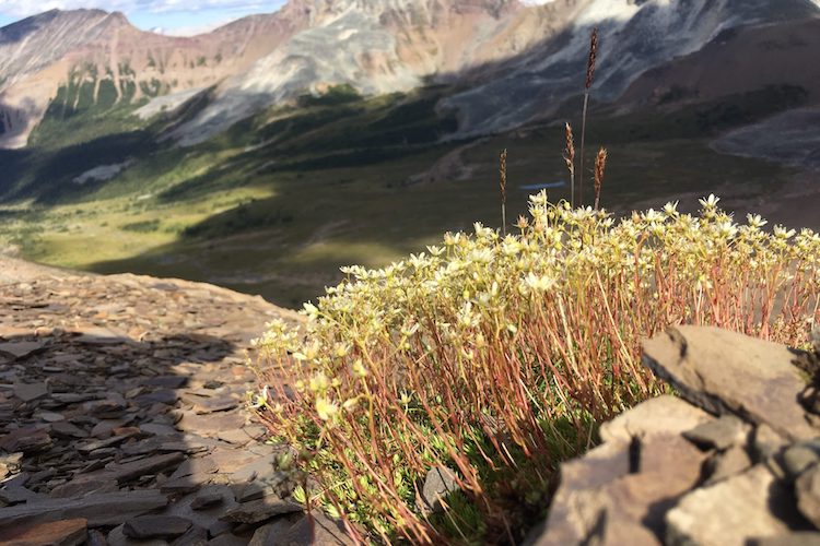 Some vegetation atop a rocky peak, with a lush valley in the background.