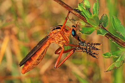 robbery fly hanging and eating prey - by Judy Gallagher