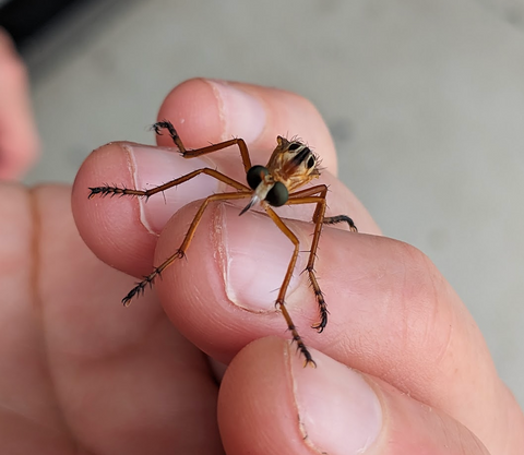 robber fly on a hand