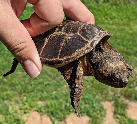 hand carefully holding a small snapping turtle