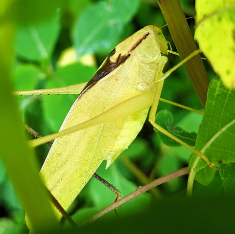 yellow katydid surrounded by green leaves