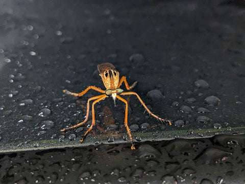 a fly with long hairy legs and large eyes on a car