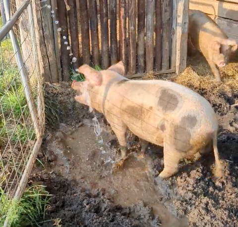 pig playing in the hose