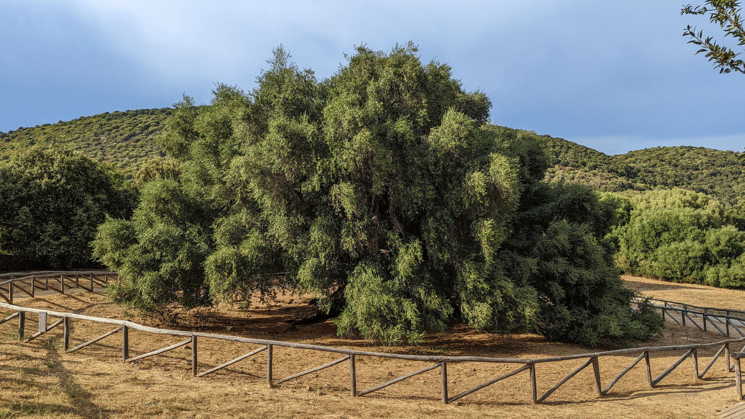 One of the oldest olive trees in the world, found in Sardinia