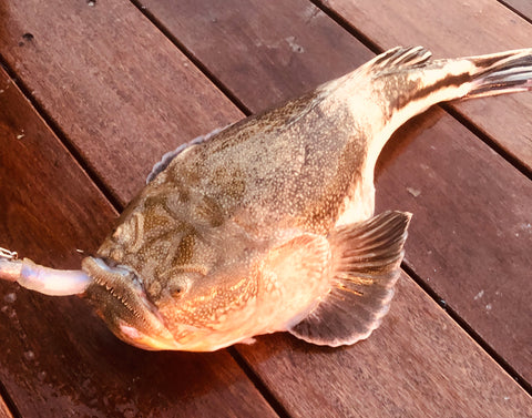 Fish skinner designed to remove the skin of fishes such as all Ray