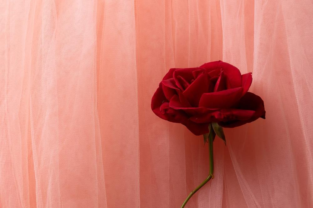 tulle roz, trandafir rosu, luxuro
