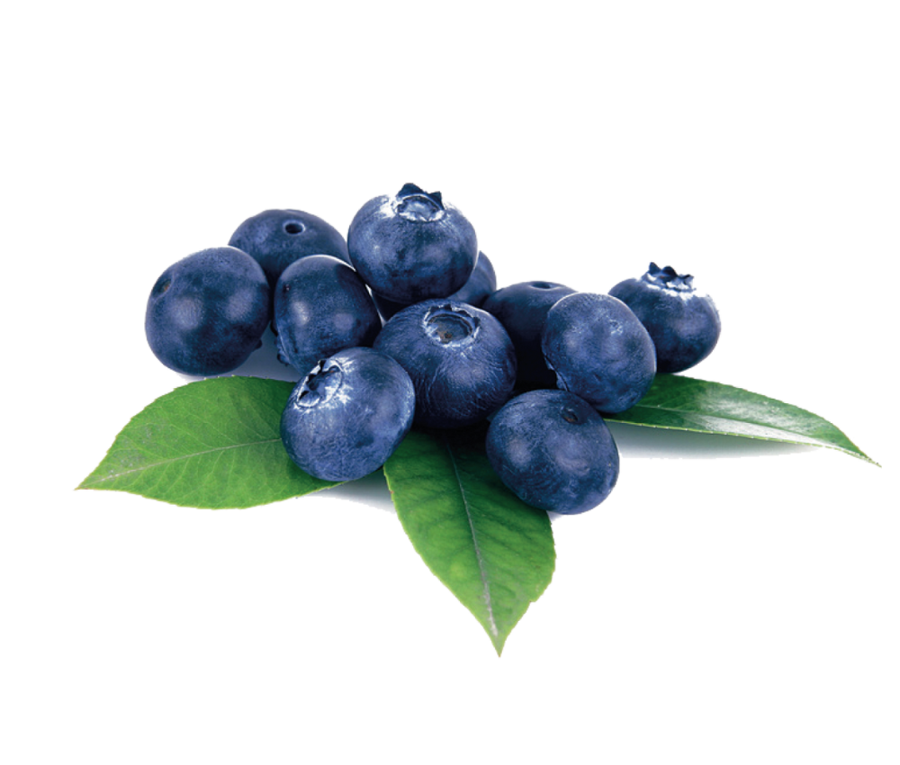Bilberry.png__PID:fae07847-6c2a-419e-9692-53136f33611f