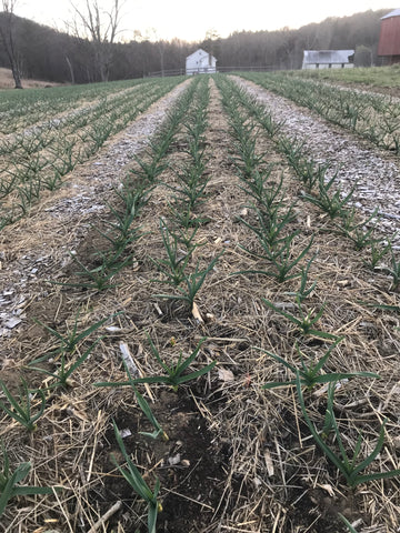 Garlic in March