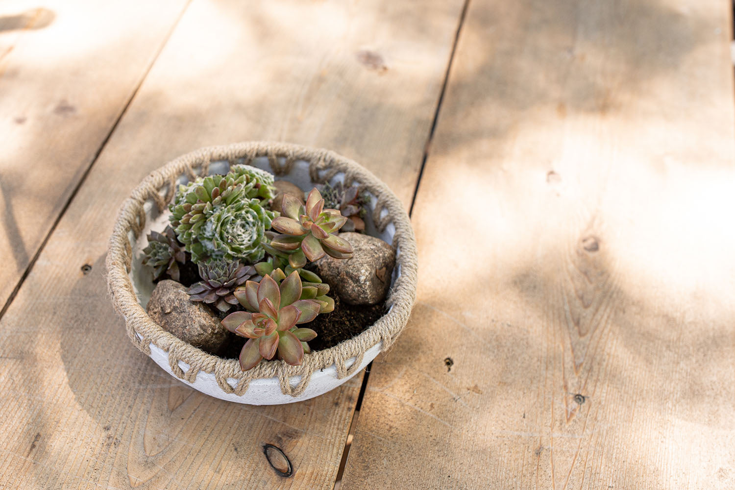 landon planter bowl with succulents on table