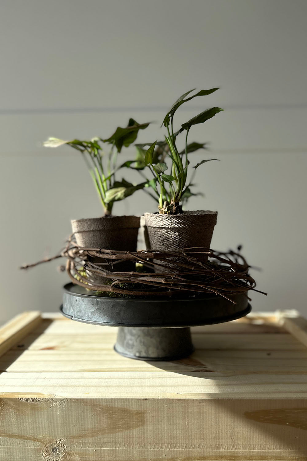 spring lane riser display with plants in peet pots