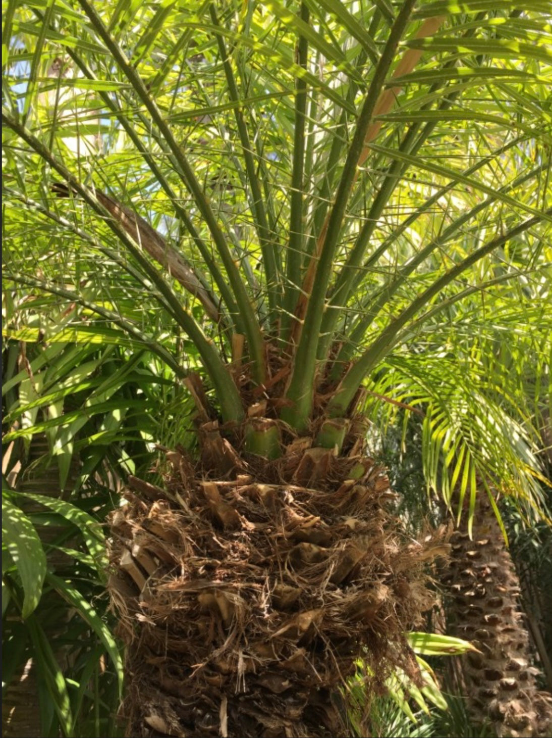 Pygmy Date Palm Tree