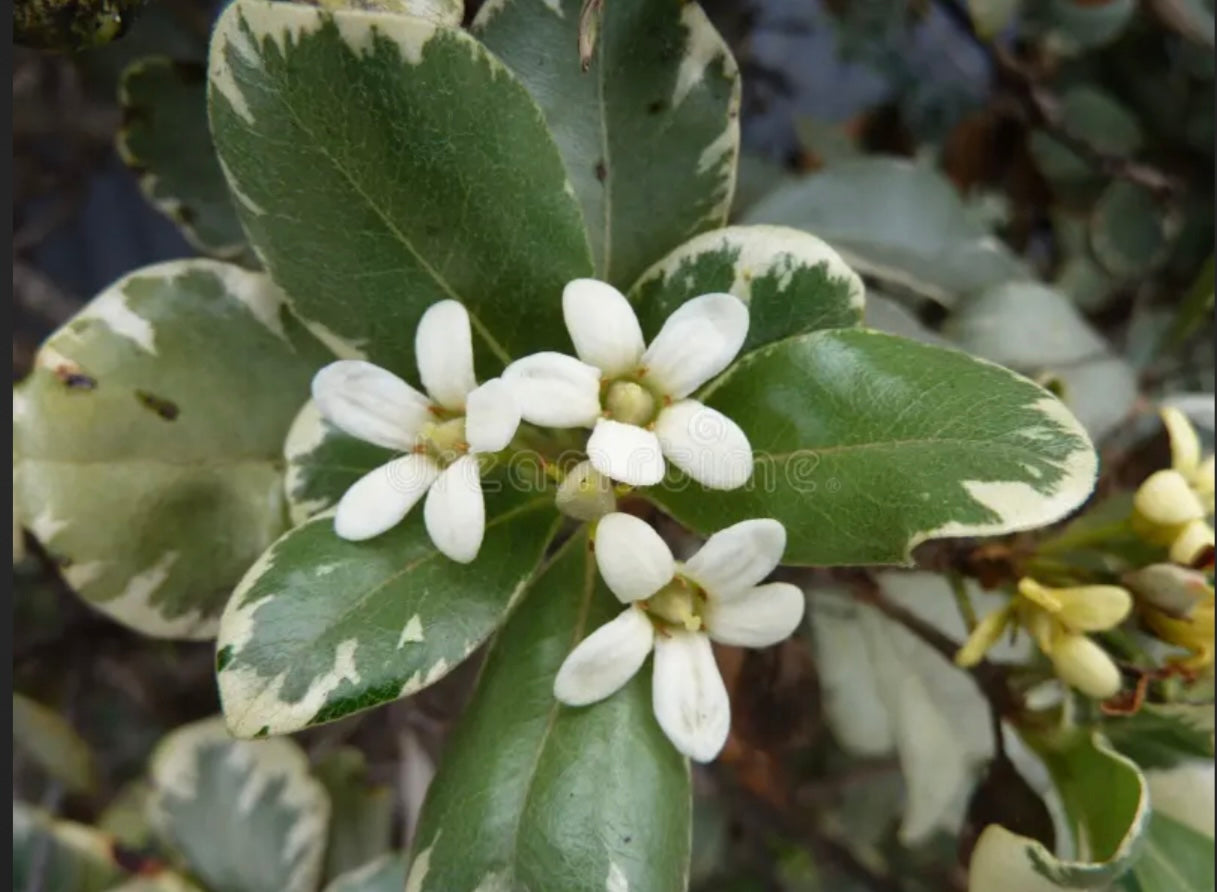 Mock Orange Plant