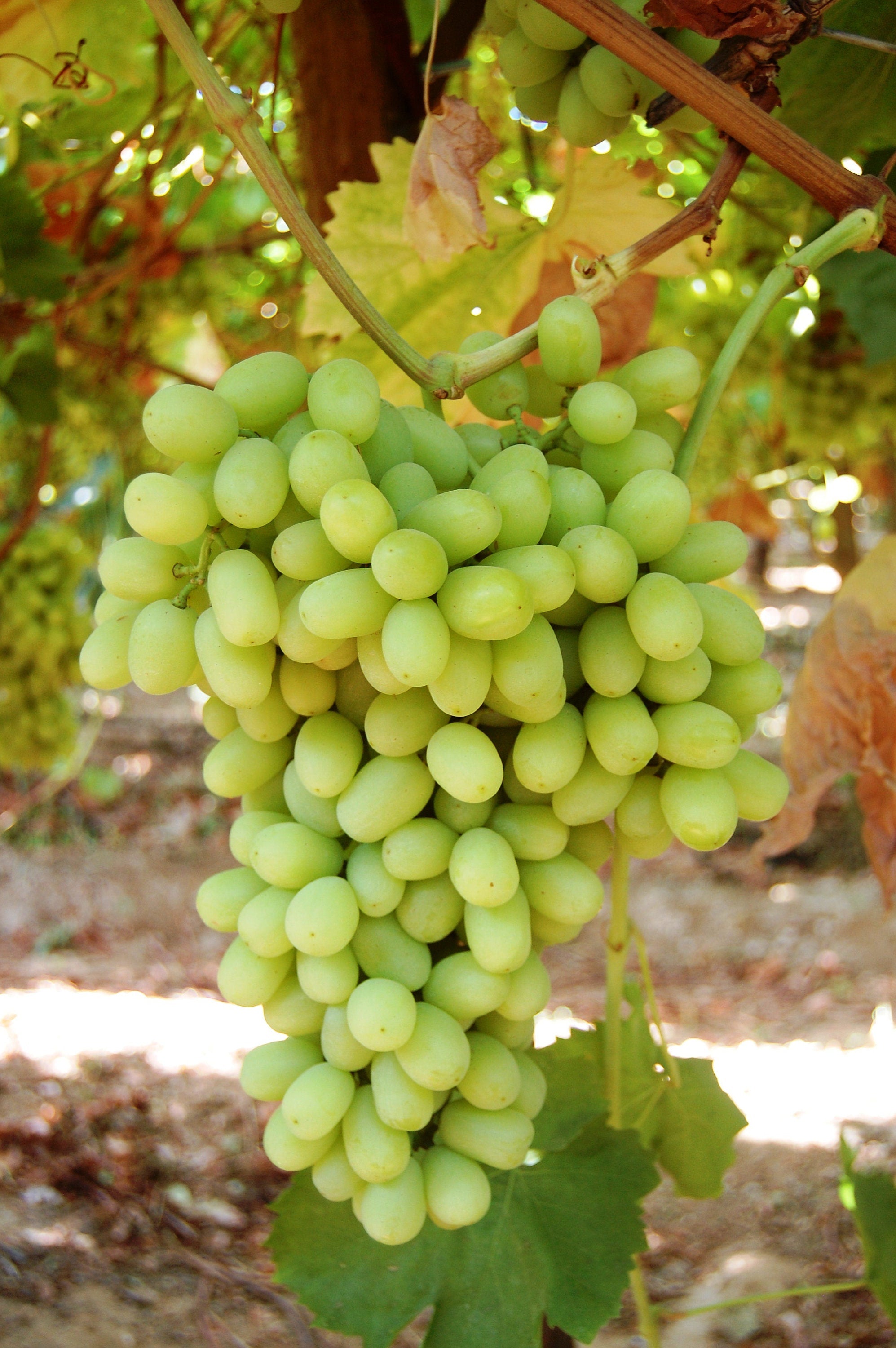 Thompson Seedless Grape Plant