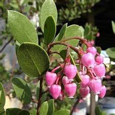 Carmel Sur Manzanita Tree