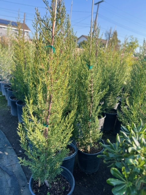 Arizona Cypress Tree