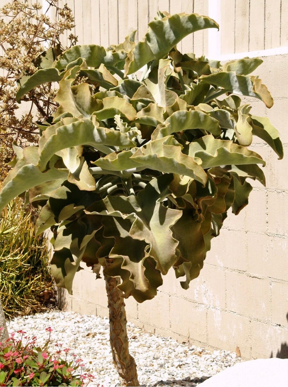 Velvet Leaf Elephant Ear Plant