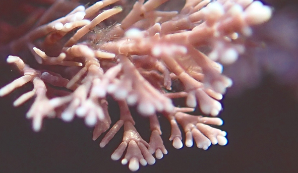 粉紅珊瑚
