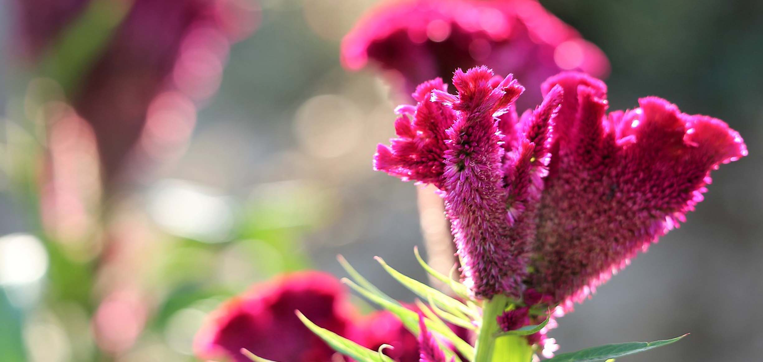 秋の花ってどんな花？ 秋が旬の花をご紹介！