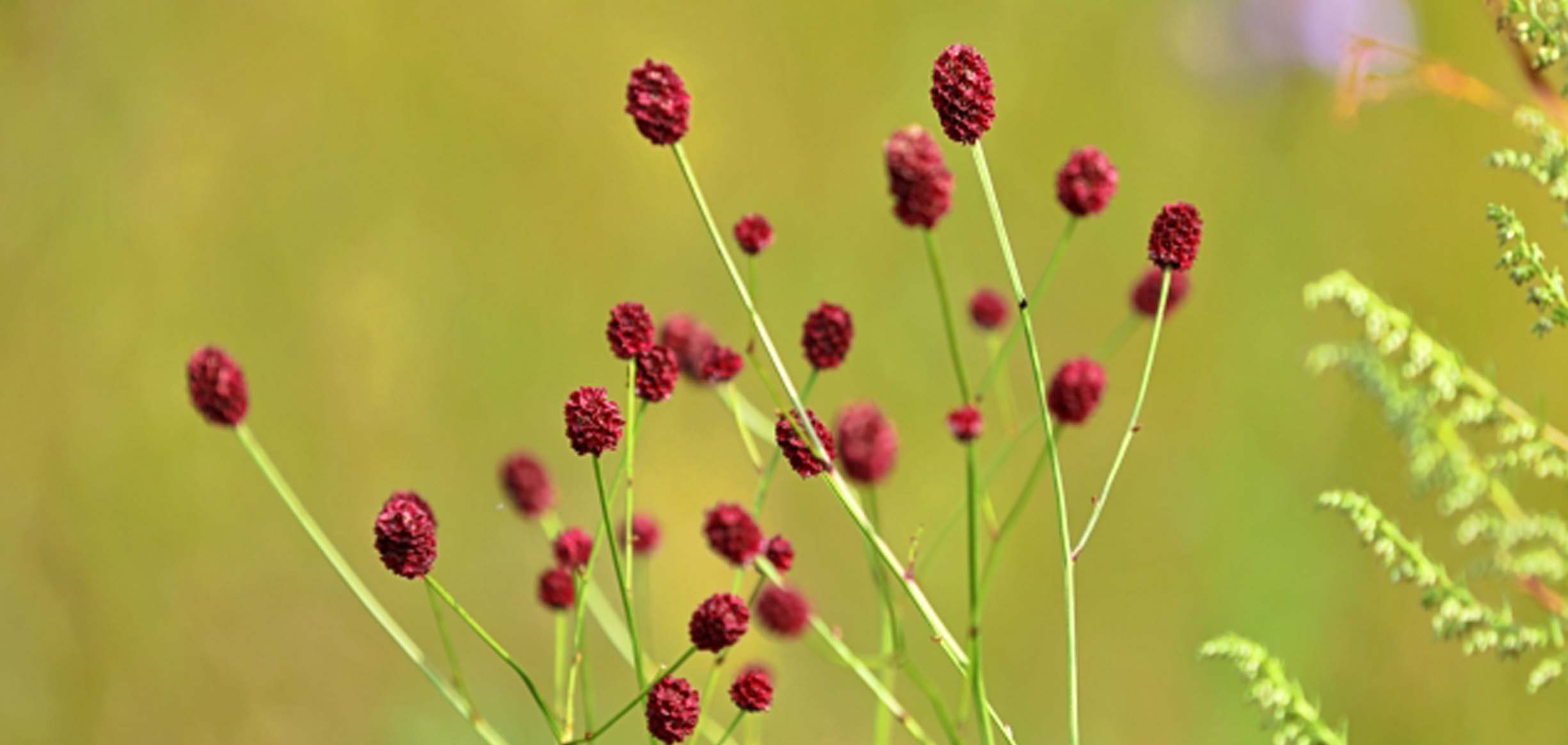 秋の花ってどんな花？ 秋が旬の花をご紹介！